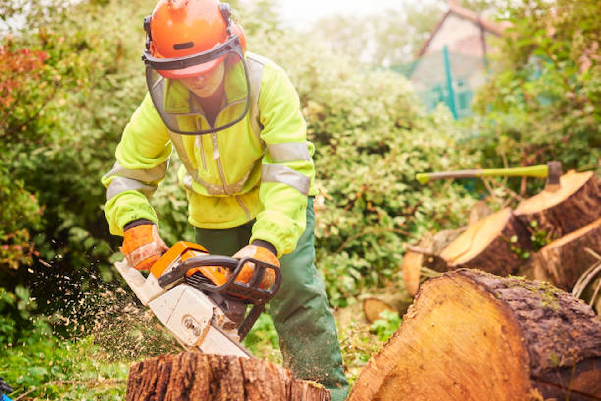 What Actually Is The Job Of Professional Tree Surgeons